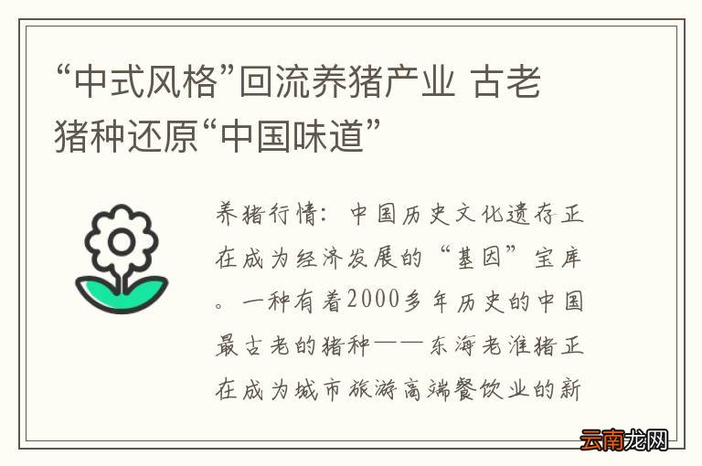 “中式风格”回流养猪产业 古老猪种还原“中国味道”