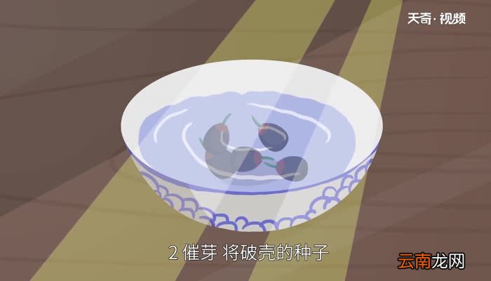 碗莲的种植方法 碗莲怎么种植才正确