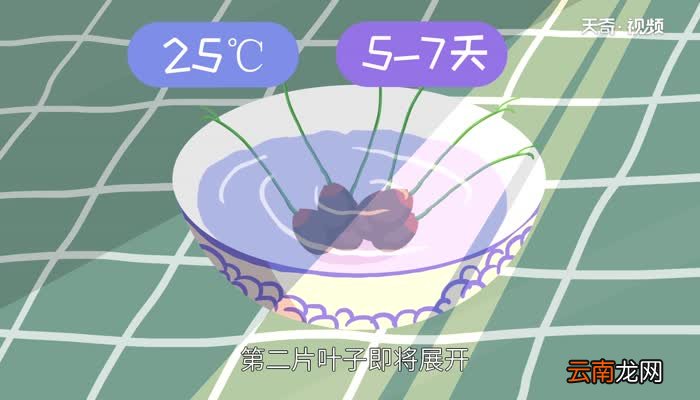 碗莲的种植方法 碗莲怎么种植才正确