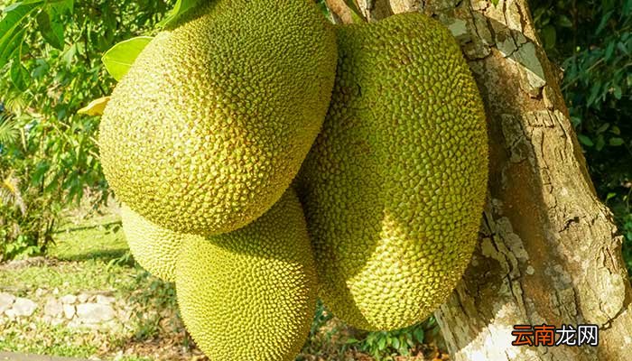 如何开菠萝蜜 怎么打开菠萝蜜