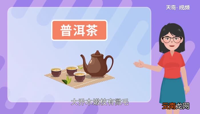 普洱茶的功效与作用禁忌 普洱茶的特点