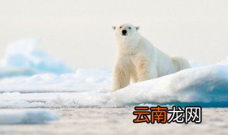 如何防止气候变暖的征文 如何防止气候变暖