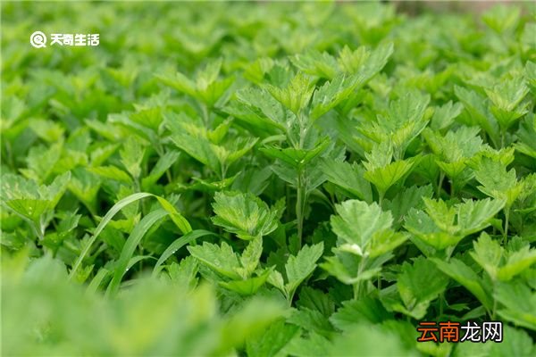 艾草眼贴的功效与作用 艾草眼贴的功效