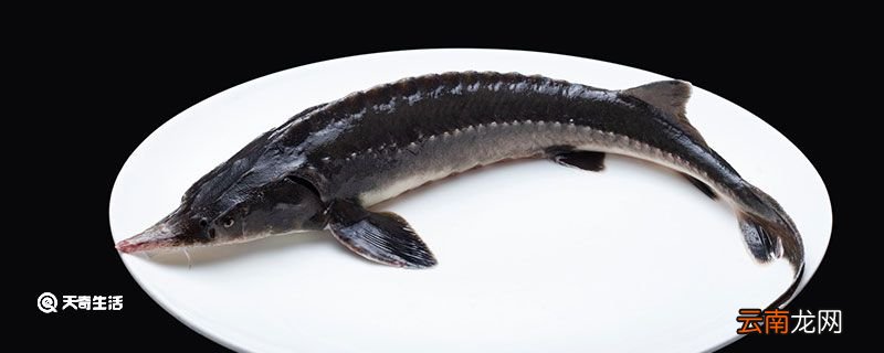 鲟鱼吃什么 鲟鱼吃什么东西长大