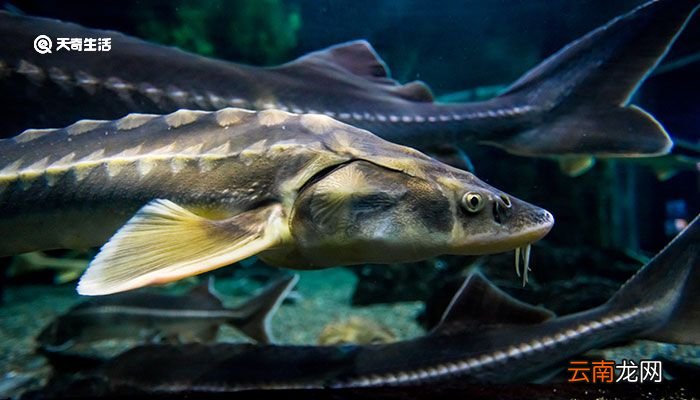 鲟鱼吃什么 鲟鱼吃什么东西长大