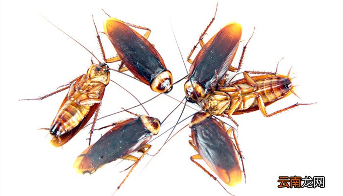 家里蟑螂怎么杀死 怎么消灭家里蟑螂