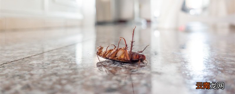 家里蟑螂怎么杀死 怎么消灭家里蟑螂