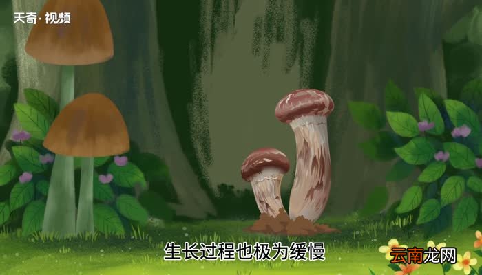 赤松茸要焯水吗 赤松茸需要焯水吗