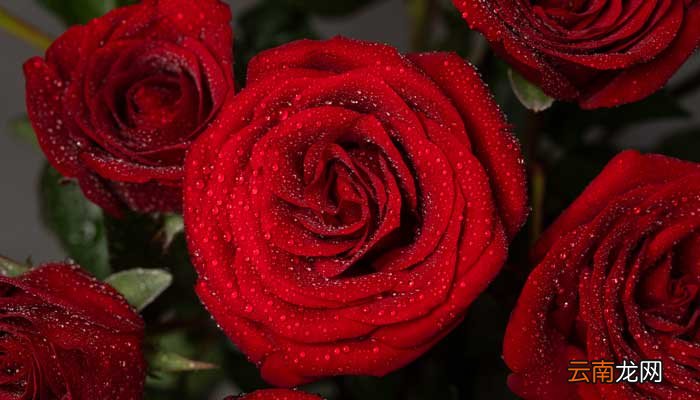 玫瑰花保鲜一个月方法 玫瑰鲜花如何保鲜更长时间