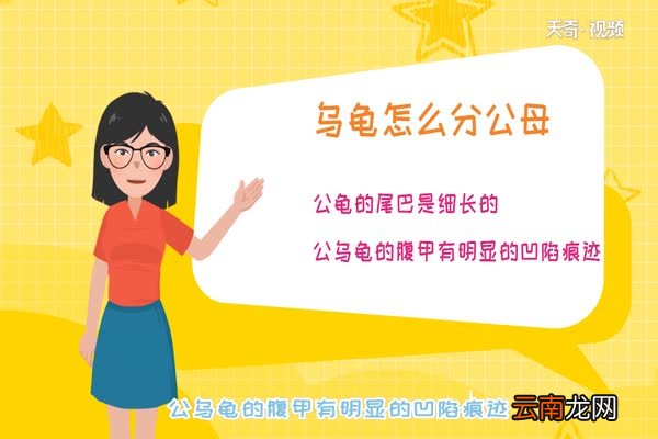 乌龟怎么分公母 乌龟怎么看公母