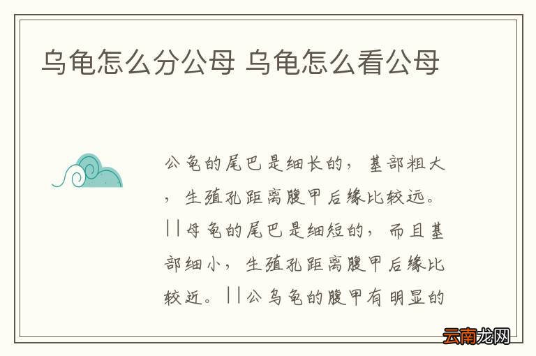 乌龟怎么分公母 乌龟怎么看公母