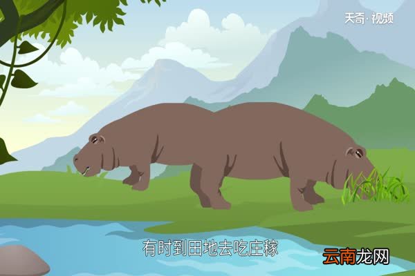 河马吃什么 河马以什么为食