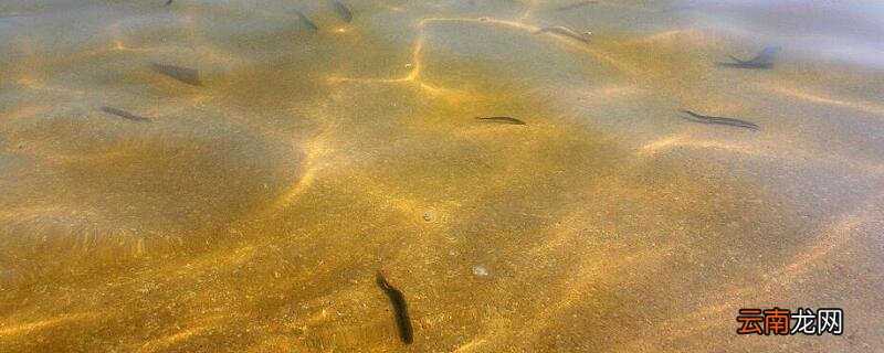 泥鳅放在清水里大约几天要换一次水 泥鳅多长时间换水