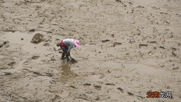 泥鳅放在清水里大约几天要换一次水 泥鳅多长时间换水