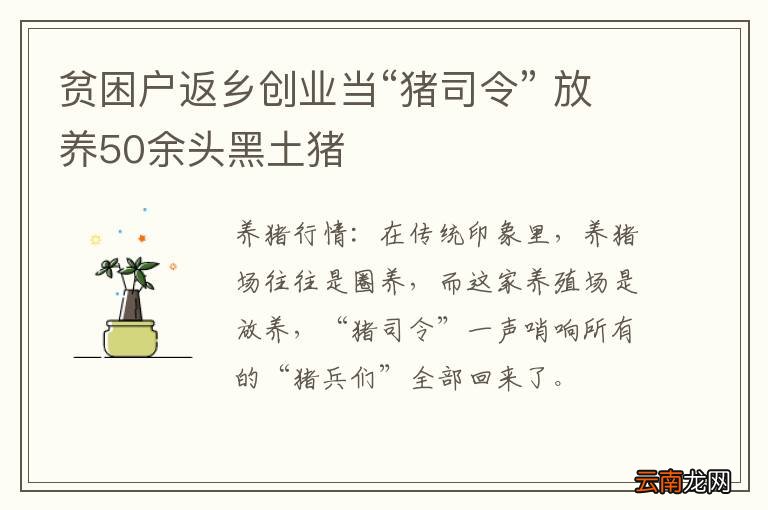 贫困户返乡创业当“猪司令” 放养50余头黑土猪