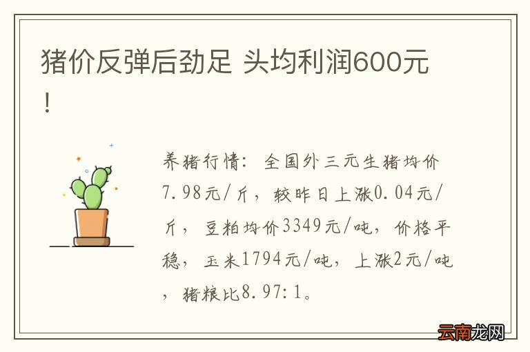 猪价反弹后劲足 头均利润600元！