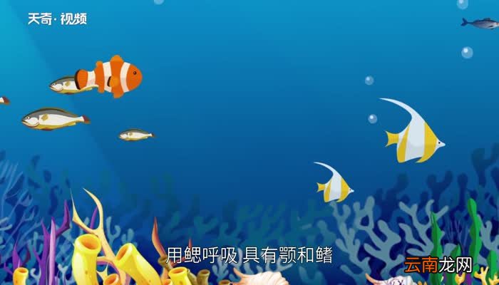 鱼有没有心脏 鱼的心脏长什么样子
