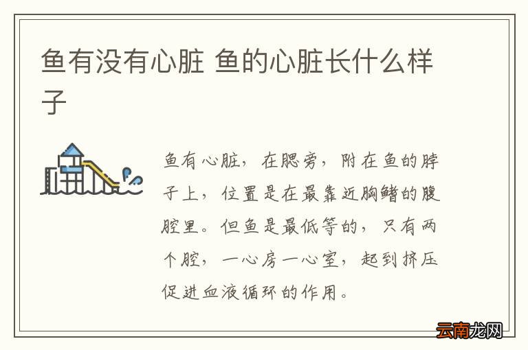 鱼有没有心脏 鱼的心脏长什么样子