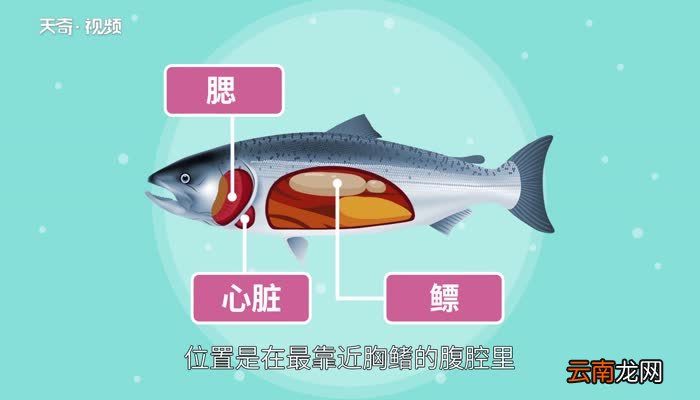 鱼有没有心脏 鱼的心脏长什么样子