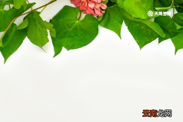 木莲藤的功效与作用 木莲藤的功效