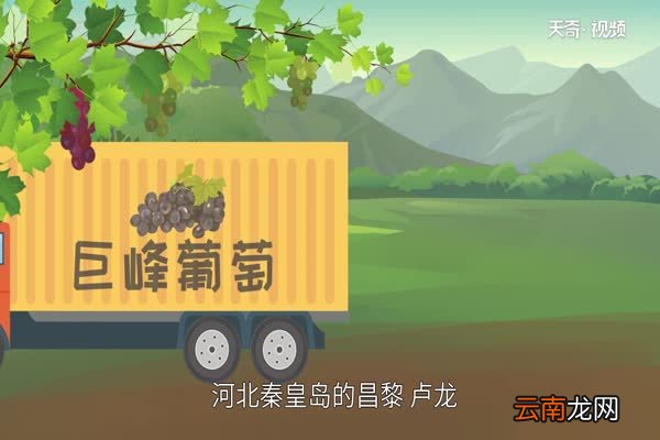 巨峰葡萄产地巨峰葡萄产地在什么地方