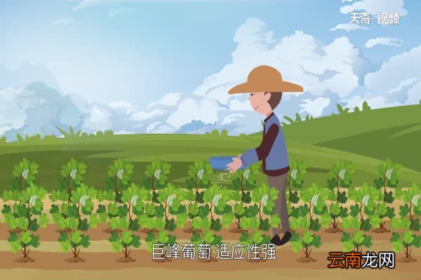 巨峰葡萄产地巨峰葡萄产地在什么地方