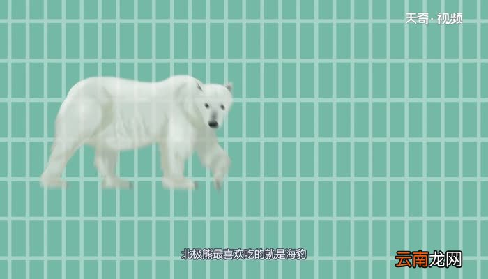 北极熊吃什么 北极熊吃的东西是什么