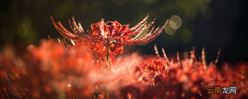 曼珠沙华的花语 曼珠沙华的花语是什么