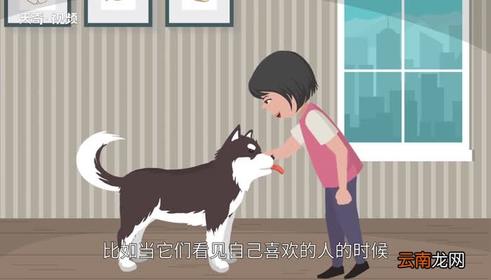 动物尾巴的用处 动物尾巴的作用