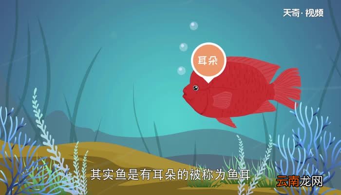 鱼有耳朵吗 鱼的耳朵在哪