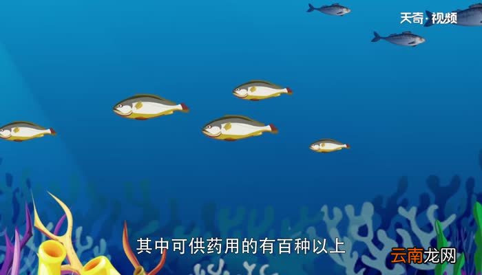 鱼有耳朵吗 鱼的耳朵在哪