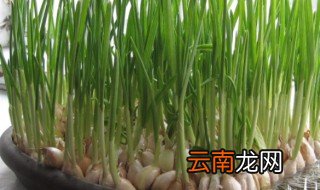 家庭蒜苗种植方法 分享最简单的种法