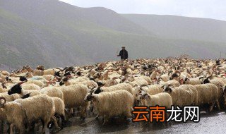 牧羊人的结局 梗概如下