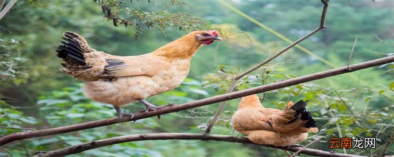 属鸡2020年运势及运程属鸡2020年运势是上升还是下滑