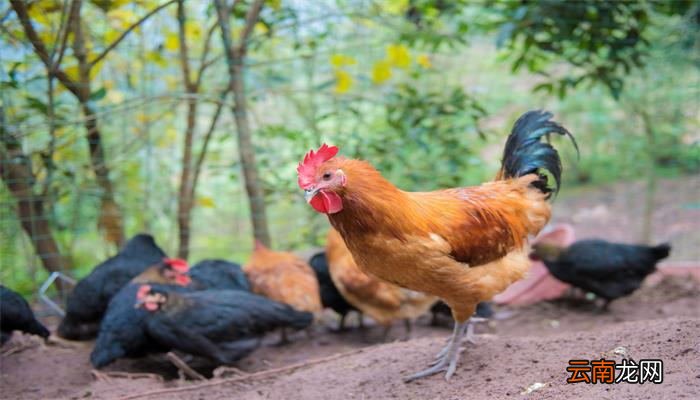 属鸡2020年运势及运程属鸡2020年运势是上升还是下滑