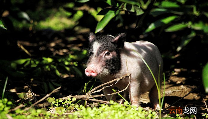 农村养什么好养又挣钱 2020农村养什么挣钱