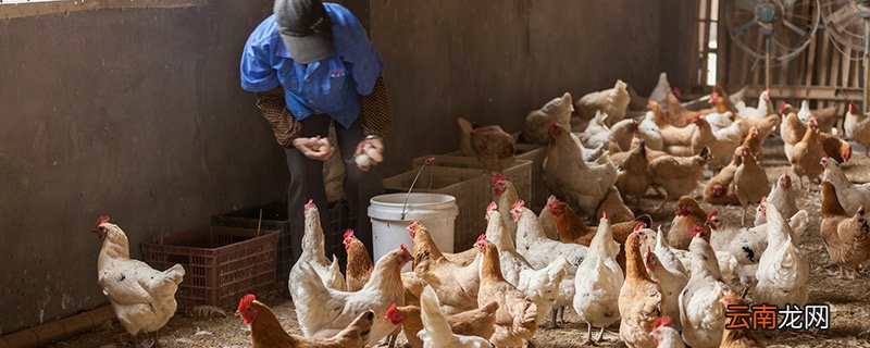 农村养什么好养又挣钱 2020农村养什么挣钱