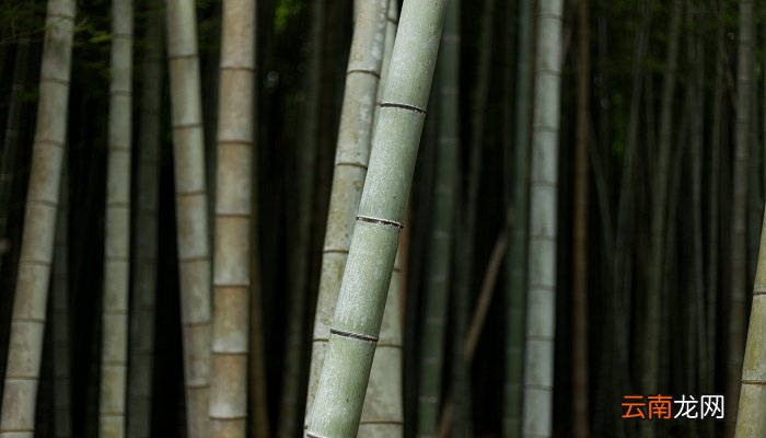 竹子是生长速度最快的植物为什么它能长得那么快 竹子快速生长是什么原因