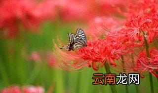 彼岸花开什么意思 彼岸花开的意思