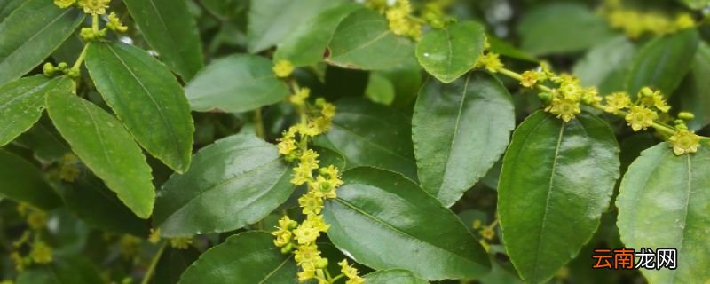 枣树上的虫子蜇人叫什么枣树上蜇人的虫子叫什么