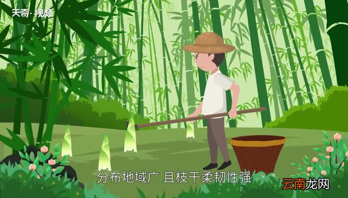 竹子的种类 竹子分几种类型