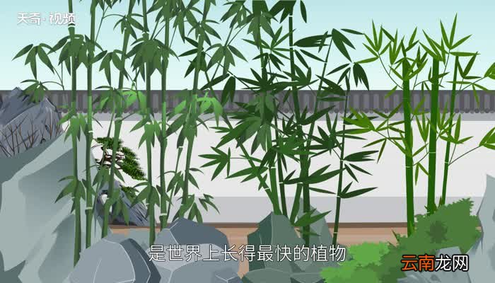 竹子的种类 竹子分几种类型