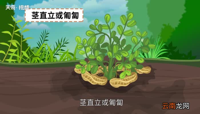 煮花生多长时间 煮花生需要多长时间