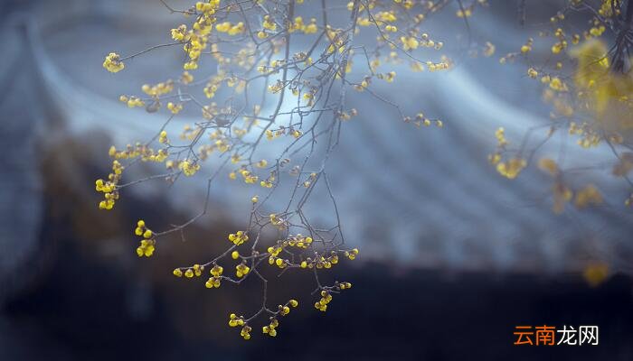 逆风如解意容易莫摧残是什么意思 逆风如解意容易莫摧残的意思