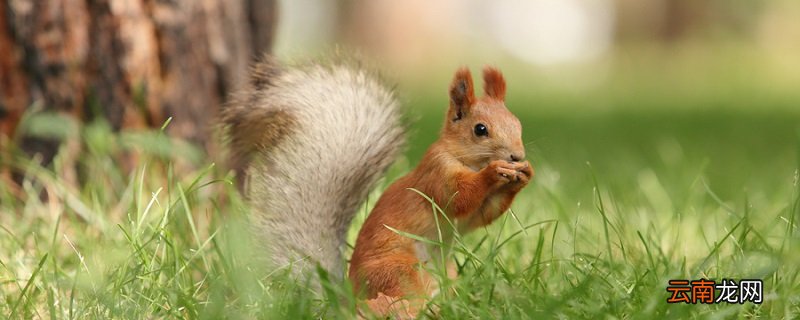 小松鼠用尾巴做什么 小松鼠的尾巴可以用来做什么