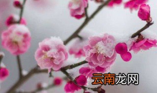 怎得梅花扑鼻香的前一句是什么 怎得梅花扑鼻香原文及译文