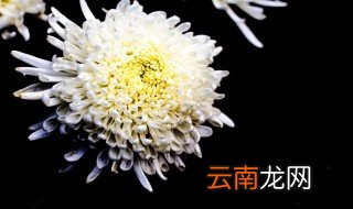 待到重阳日还来就菊花的意思 待到重阳日还来就菊花的意思简述