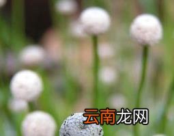 谷精草的功效与作用