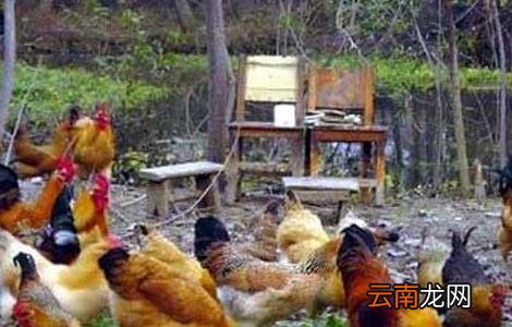 2015年养鸡赚钱吗？