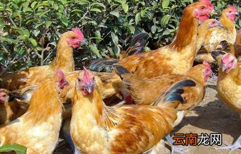 2015年养鸡赚钱吗？